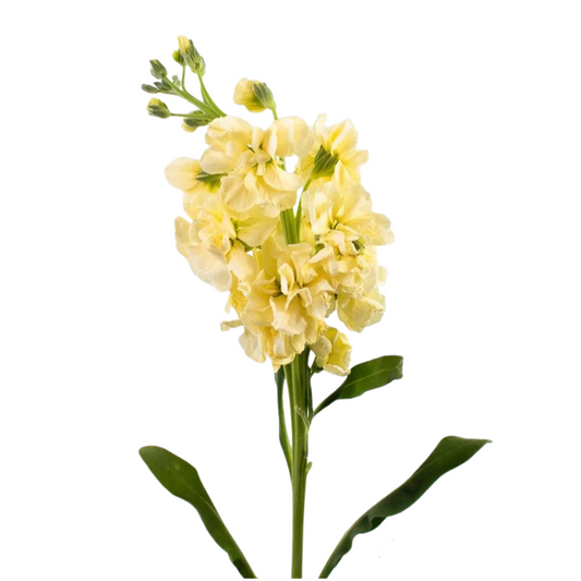 Stock Yellow (10 stems)