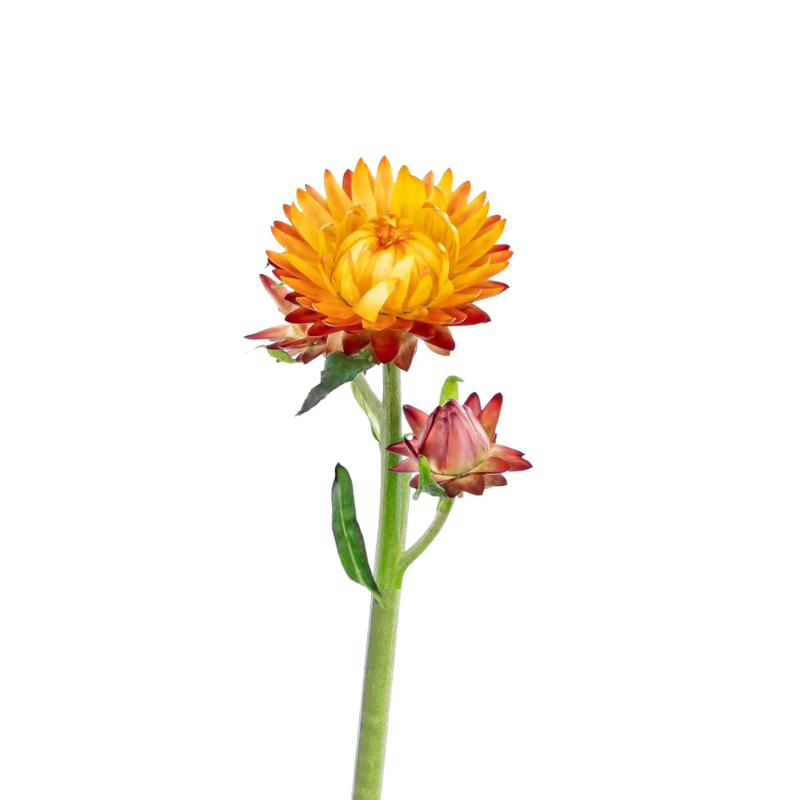 Strawflower Orange (10 Stems)