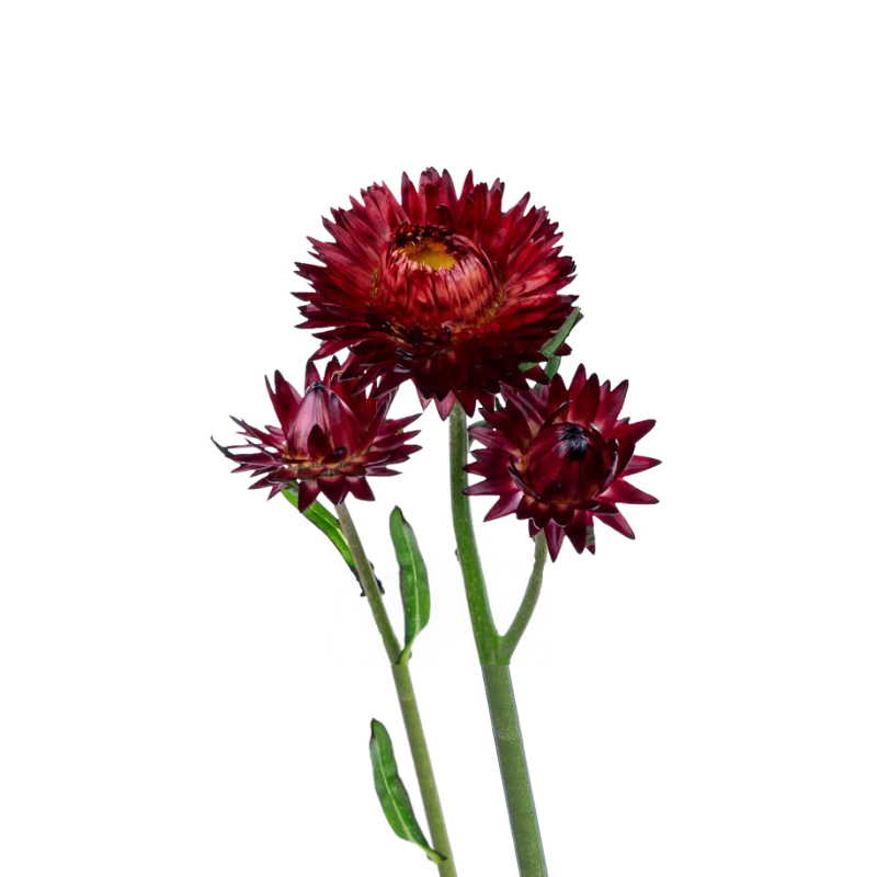 Strawflower Red (10 Stems)