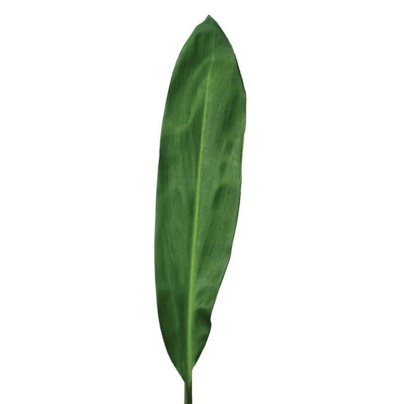 Ti Leaf (10 stems)