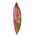 Ti Leaf Red (10 Stems)