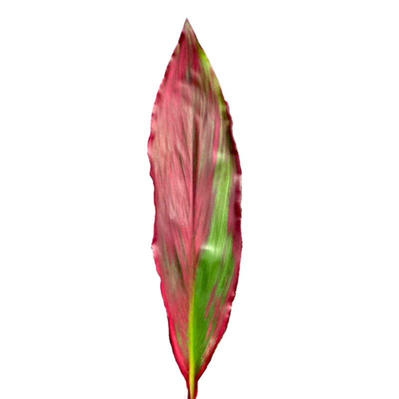 Ti Leaf Red (10 Stems)