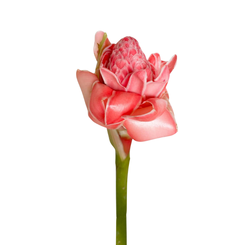 Torch Ginger Pink (Stem)