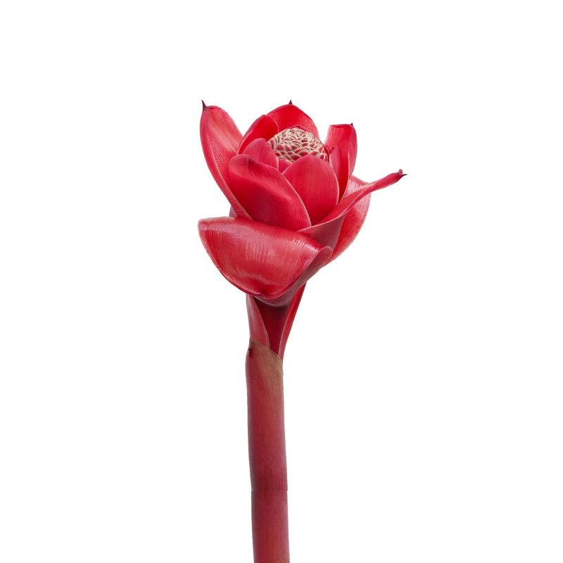 Torch Ginger Red (Stem)
