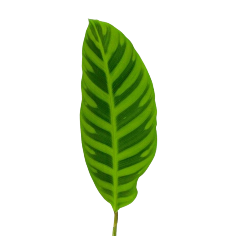 Calathea Zebra