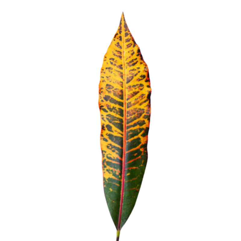 Croton Leaves