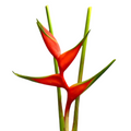 Heliconia Red Iris (Stem)