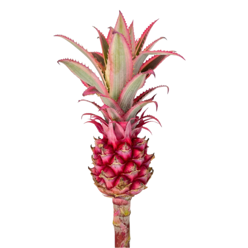 Ananas Large Pineapples (MIN 20 UNITS)