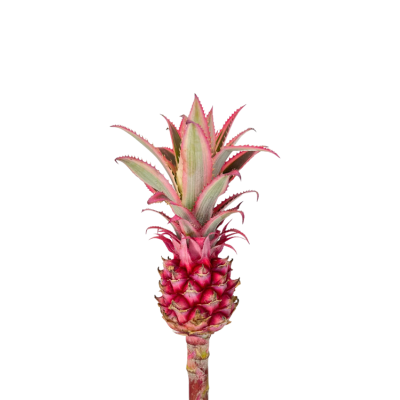 Ananas Mini Pineapples (MIN 20 UNITS)