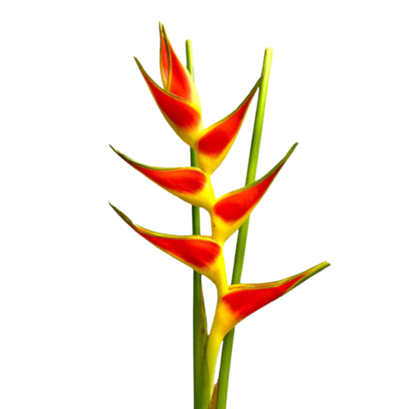 Heliconia Wagneriana