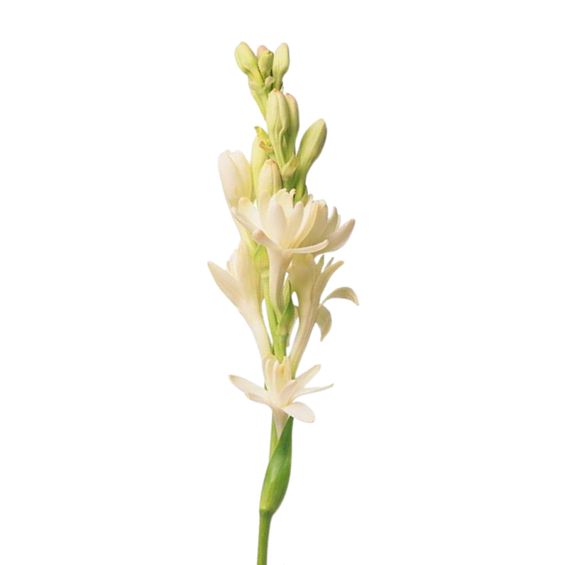 Tuberose White (10 Stems)