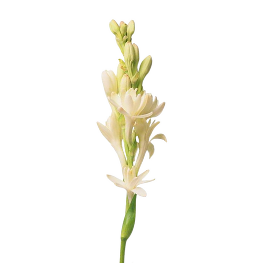 Tuberose White