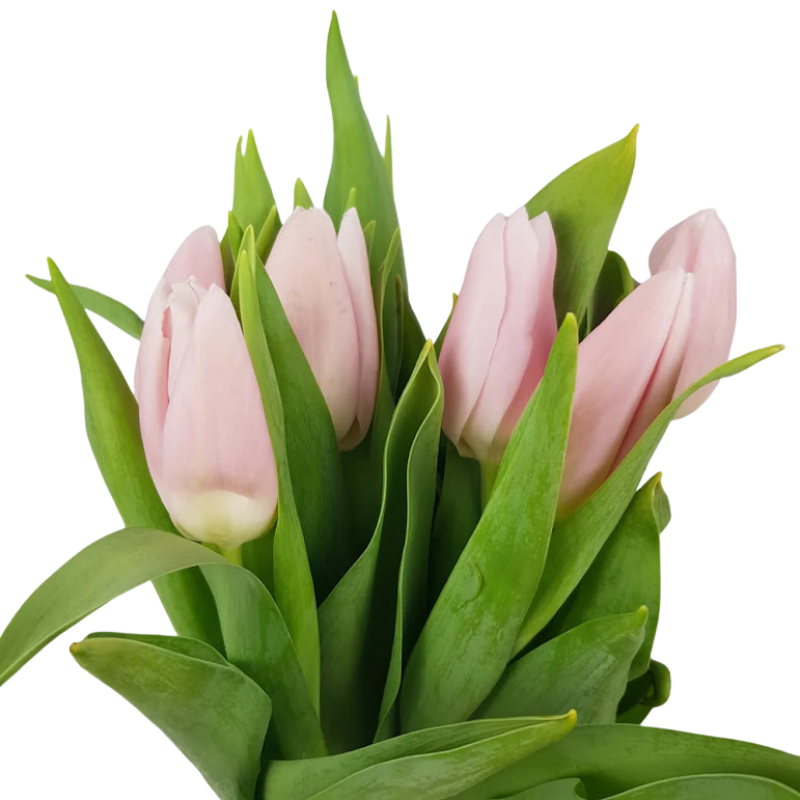 Tulips Blush (10 stems)