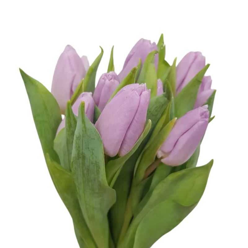 Tulips Lavender (10 stems)