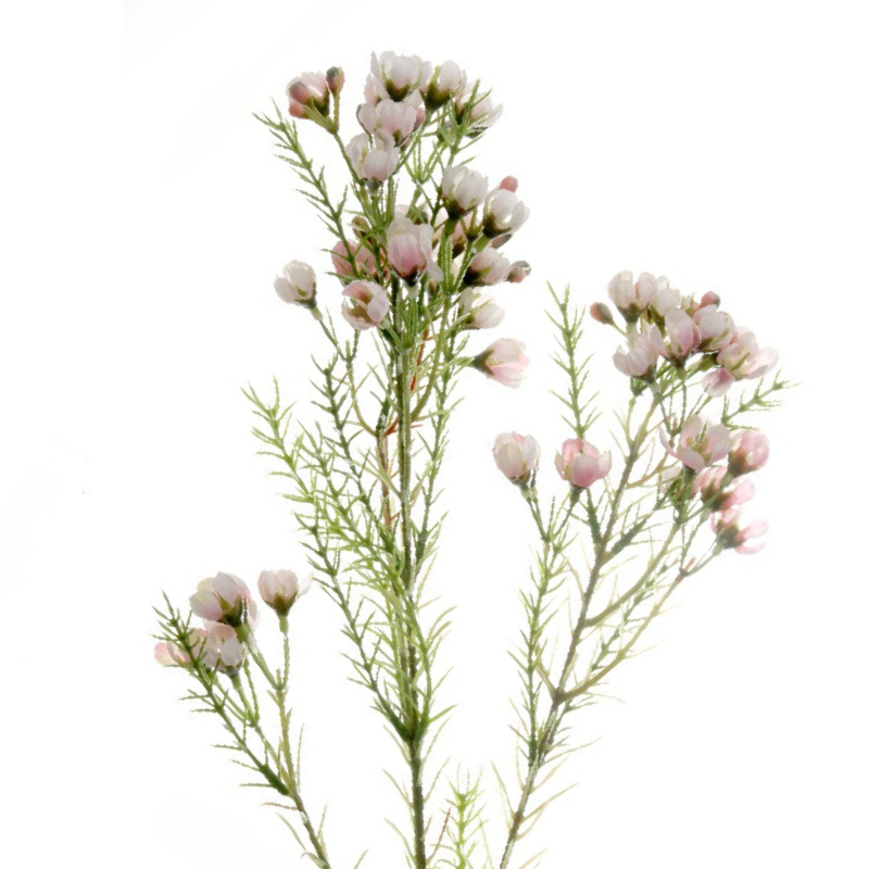 Waxflower Blush (10 stems)