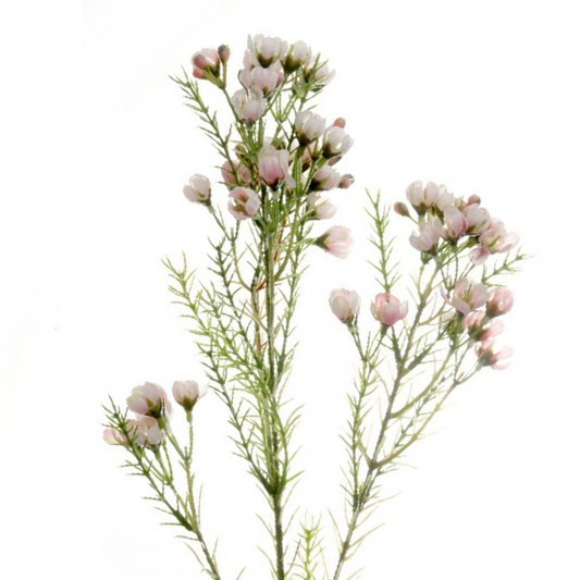 Waxflower Blush (10 stems)