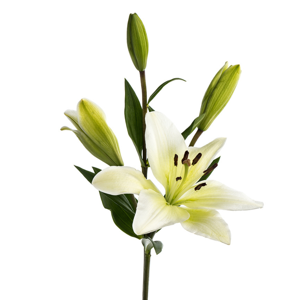 Oriental Lily White (10 stems)