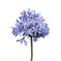 Agapanthus Blue (Bunch-10 Stems)