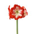 Amaryllis Bicolor Red/White (Stem)