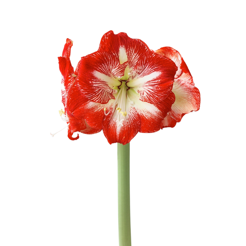 Amaryllis Bicolor Red/White (Stem)