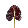 Anthurium Dark Red (Stem)