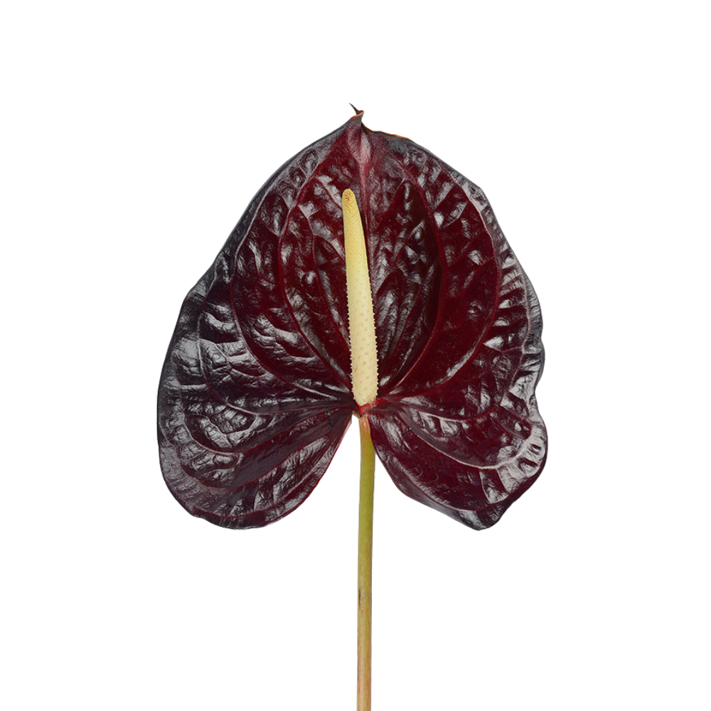 Anthurium Dark Red (Stem)