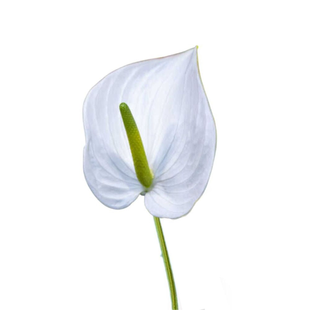 Anthurium White (Stem)
