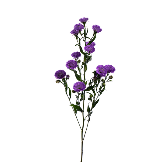 Aster Purple (Bunch)