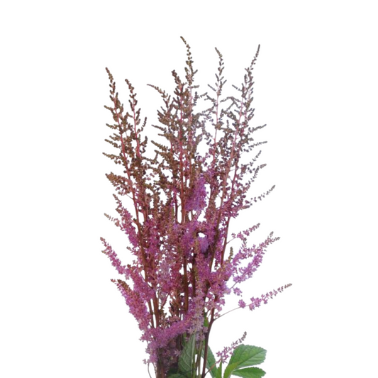 Fresh Flowers & Fillers Page 3 Metro Flower Market