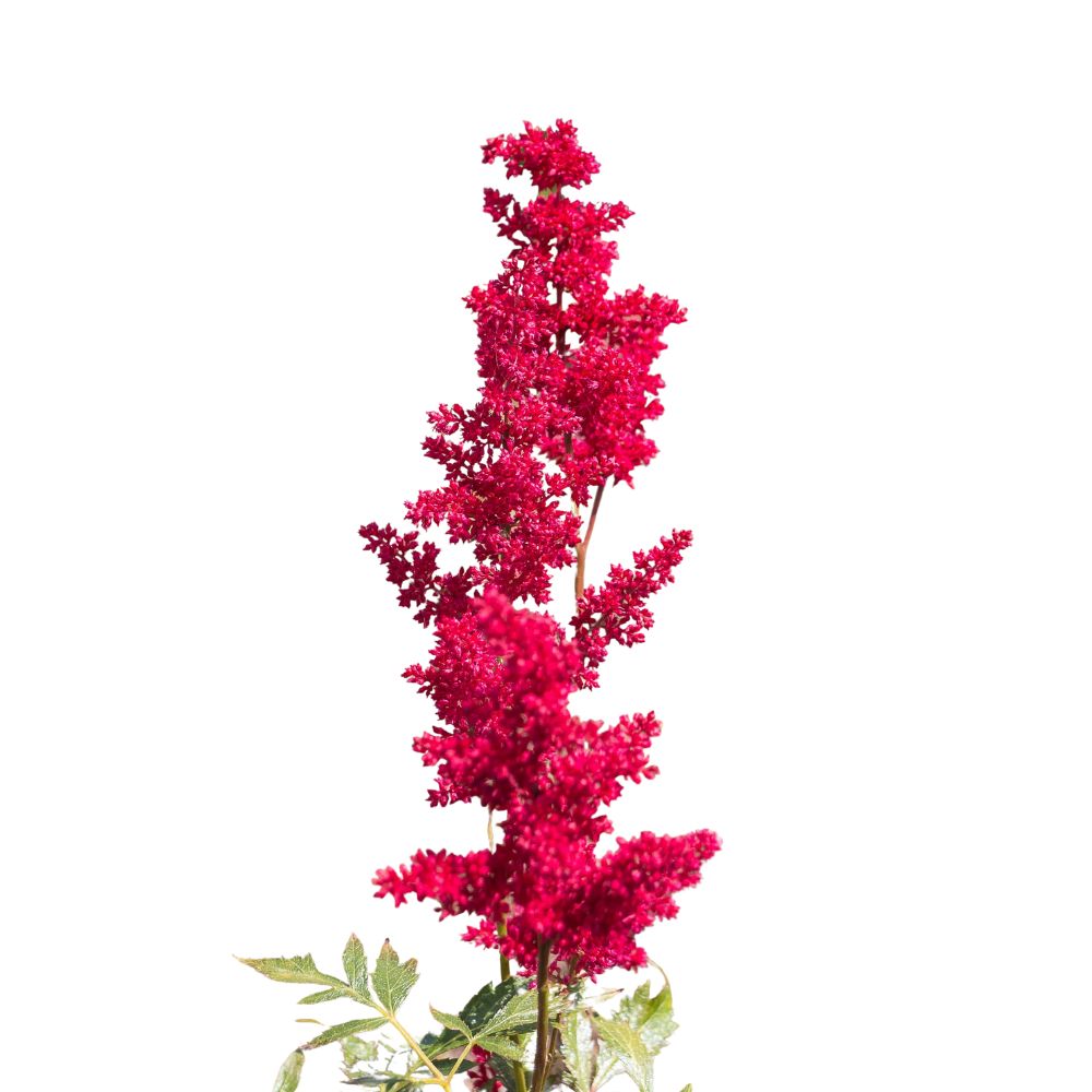 Astilbe Red (10 Stems)