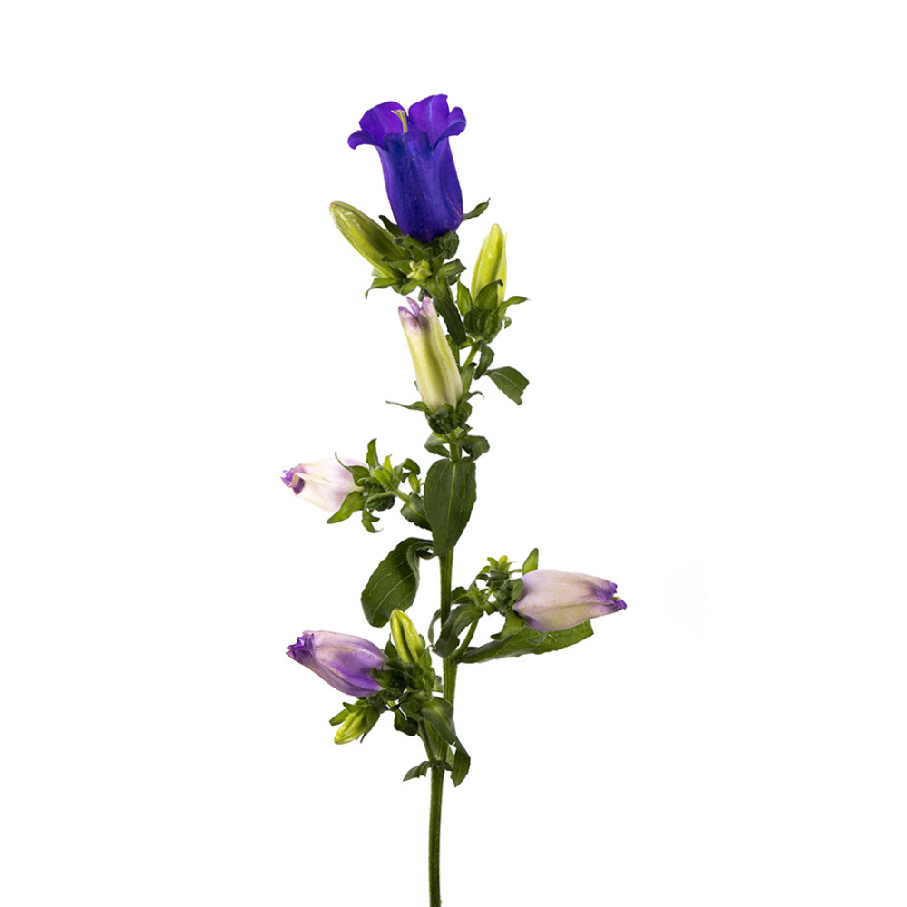 Campanula Purple (5 Stems)