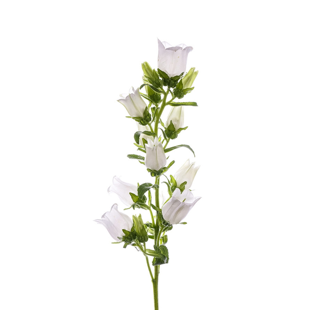 Campanula White (5 Stems)