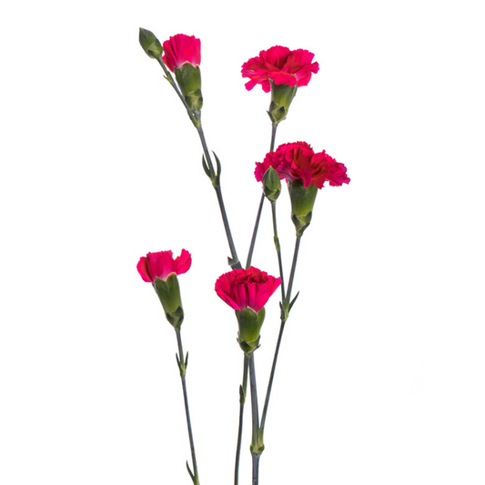 Mini Carnation Hot Pink (10 Stems)