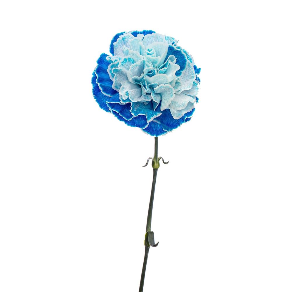 Carnation Blue Tinted (25 Stems)