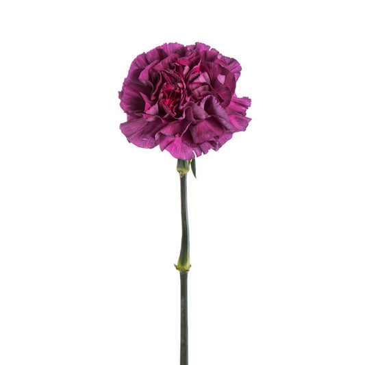 Carnation Purple (25 Stems)