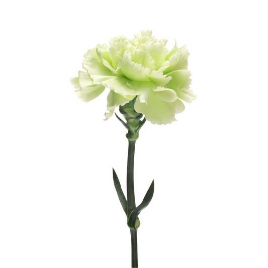 Carnation Green (25 Stems)