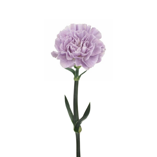 Carnation Lavender (25 Stems)