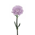 Carnation Lavender (20 Stems)