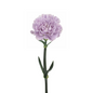 Carnation Lavender Moonlight (20 stem bunch)