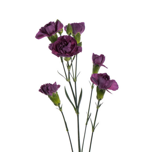 Mini Carnation Purple (10 Stems)