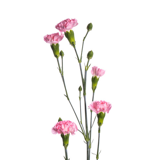 Mini Carnation Pink (10 Stems)