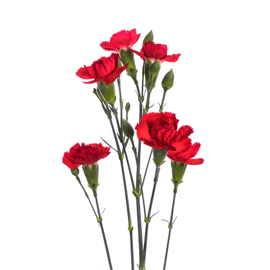 Mini Carnation Red (10 Stems)