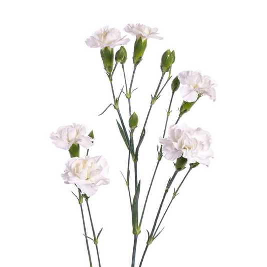 Mini Carnation White (10 Stems)