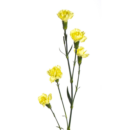 Mini Carnation Yellow (10 Stems)