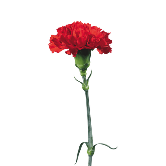 Carnation Red Select (25 Stems)