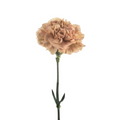 Carnation Terracotta (25 Stems)