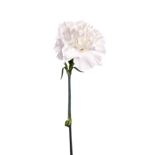 Carnation White Select (25 Stems)