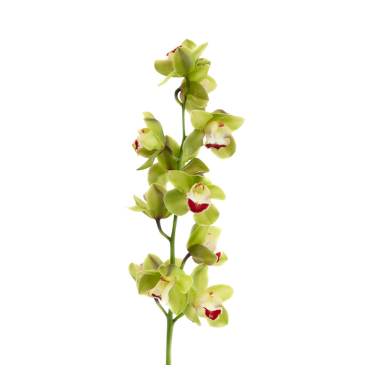 Orchid Cymbidium Green (Stem)