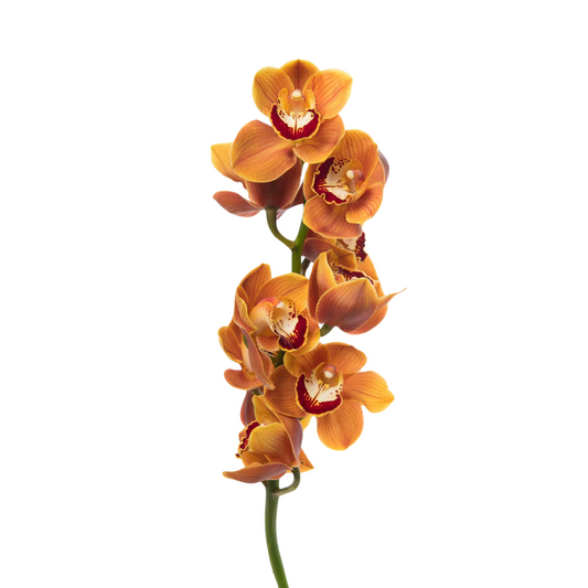 Orchid Cymbidium Orange (Stem)