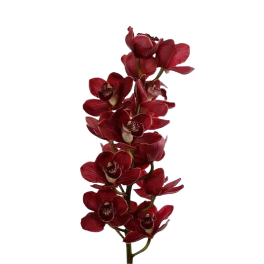 Orchid Cymbidium Red (Stem)